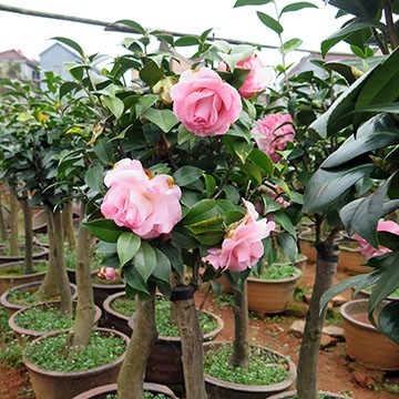 茶花盆栽與油茶嫁接 專業(yè)服務，全國承接